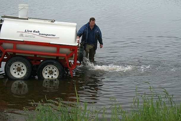 More trout in the south